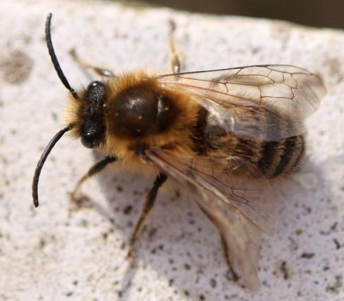 Réf. 277 091 : Colletes cunicularius